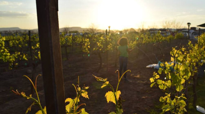 Querétaro será sede del Festival 100 Vinos Mexicanos 2017