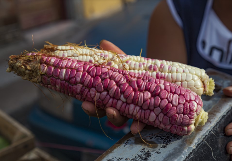 Aprender acerca 85+ imagen como se dice elote en zapoteco Abzlocal.mx Aprender acerca 85+ imagen como se dice elote en zapoteco Abzlocal.mx