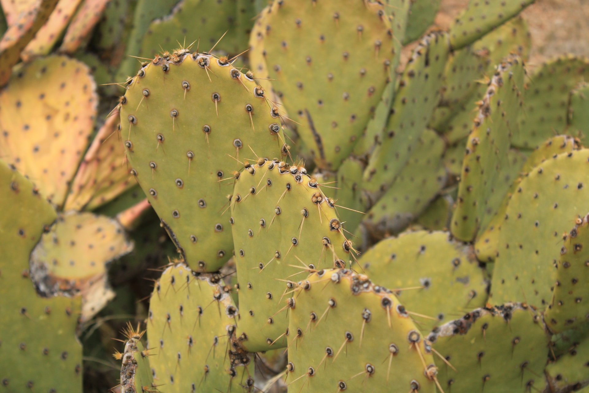¡Más mexicano que el nopal! Ocho datos curiosos de esta cactácea mexicana