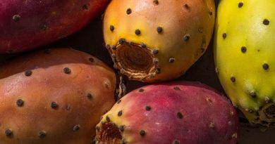 Recetas para celebrar la temporada de tuna
